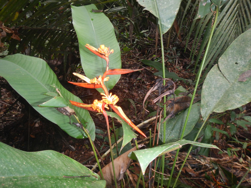 Brasile - nella foresta amazzonica:  Heliconia sp.